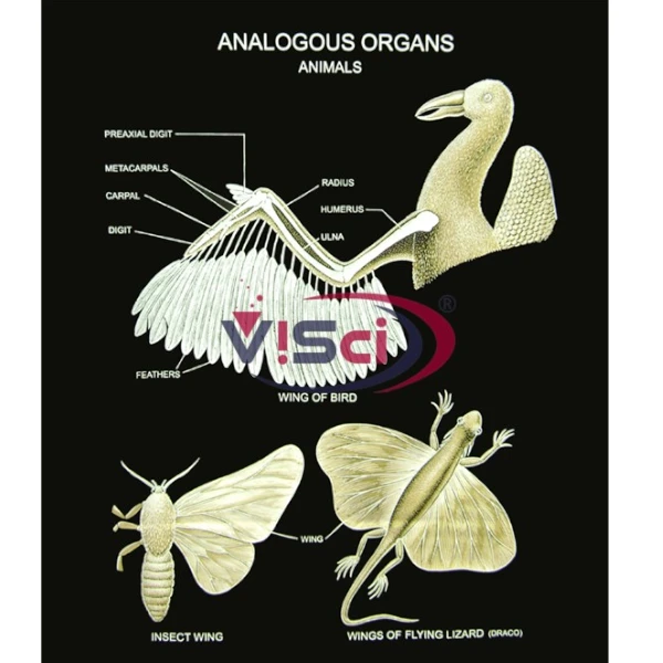 Analogous Organs Animals
