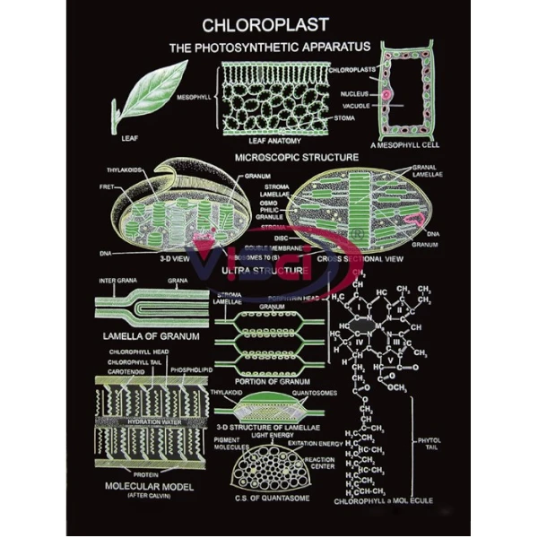 Chloroplast
