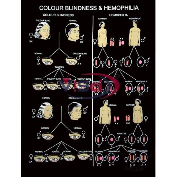 Colour Blindness & Hemophilia