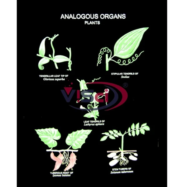 Analogous Organs Plants