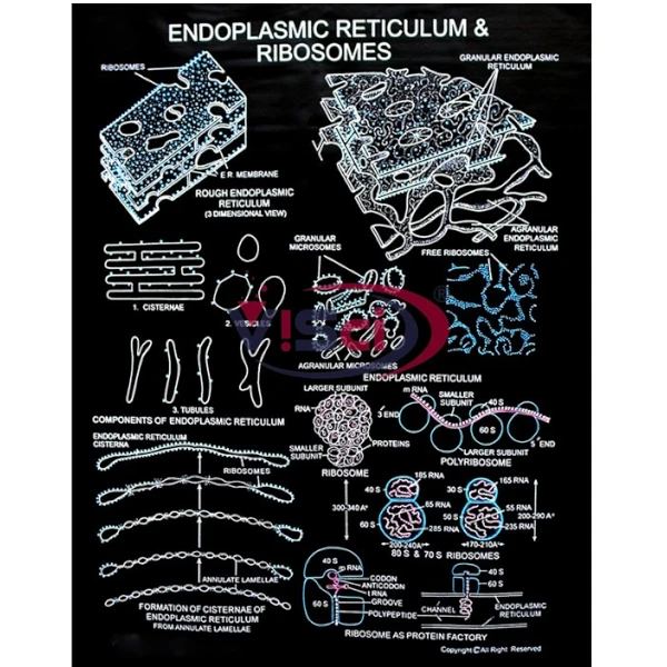 Endoplasmic Reticulum
