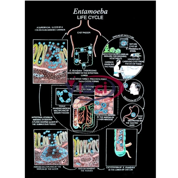 Entamoeba (Life Cycle)