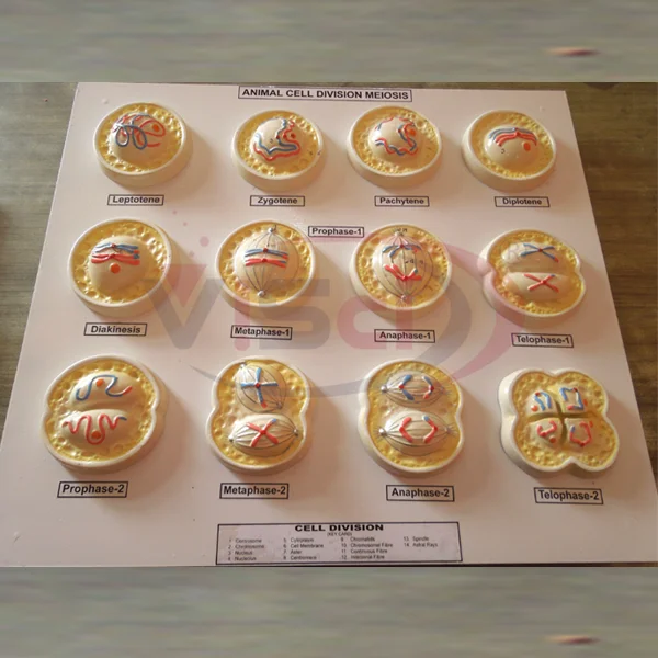 Animal Cell Division meiosis