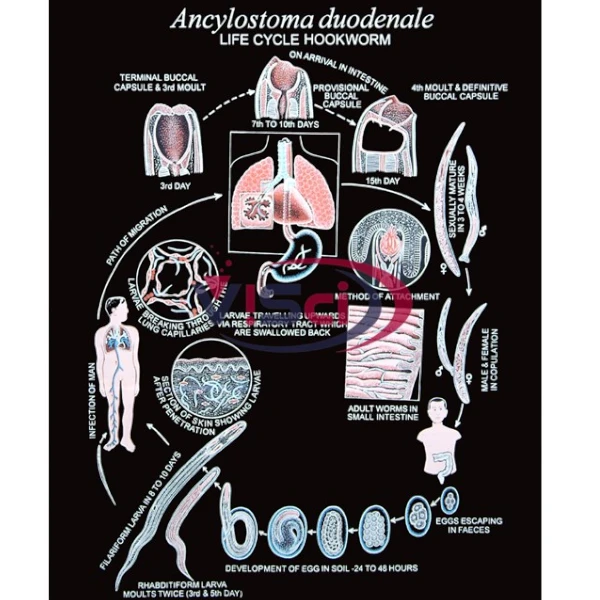 Ancylostoma duodenale (Hookworm) L.C