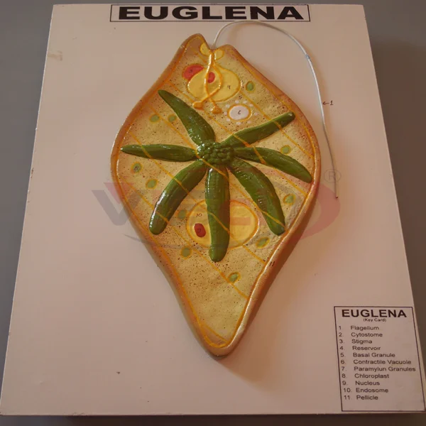 Euglena