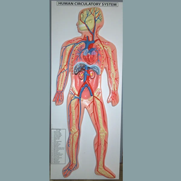 Human Circulatory System