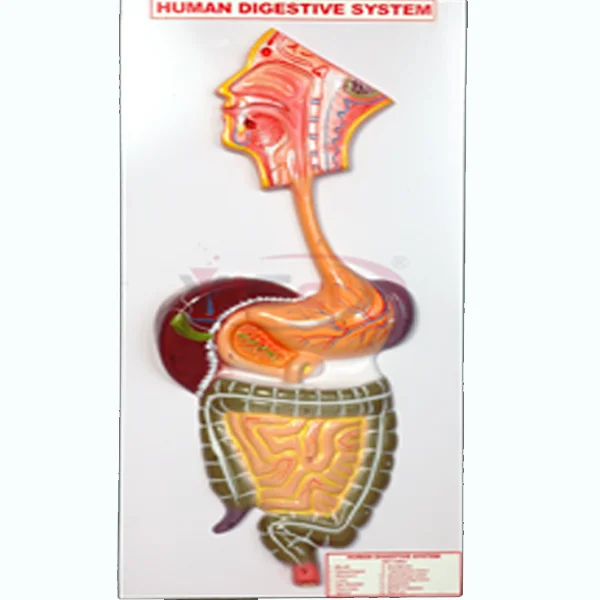 Human Digestive System