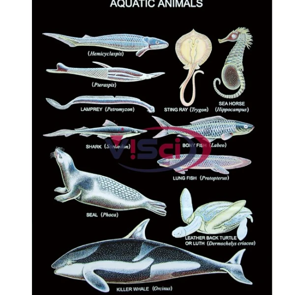 Aquatic Animals