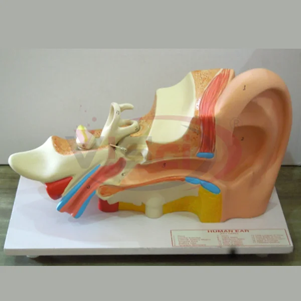 Human ear