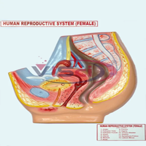 Human Reproductive System(F)