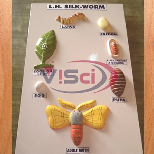 L.H Silk Worm