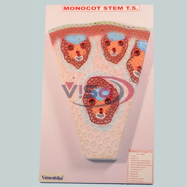 Monocot Stem