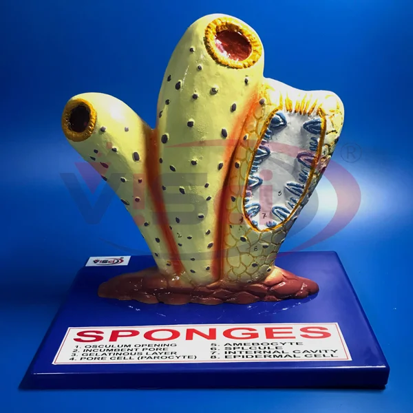 Sponge Model