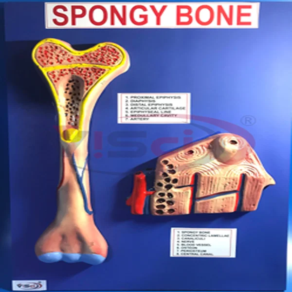 Spongy Bone Model