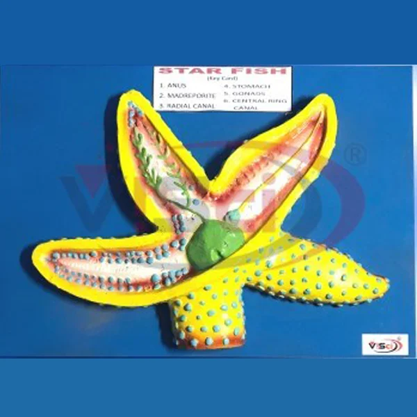 Star Fish Model