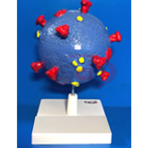 Virus Model