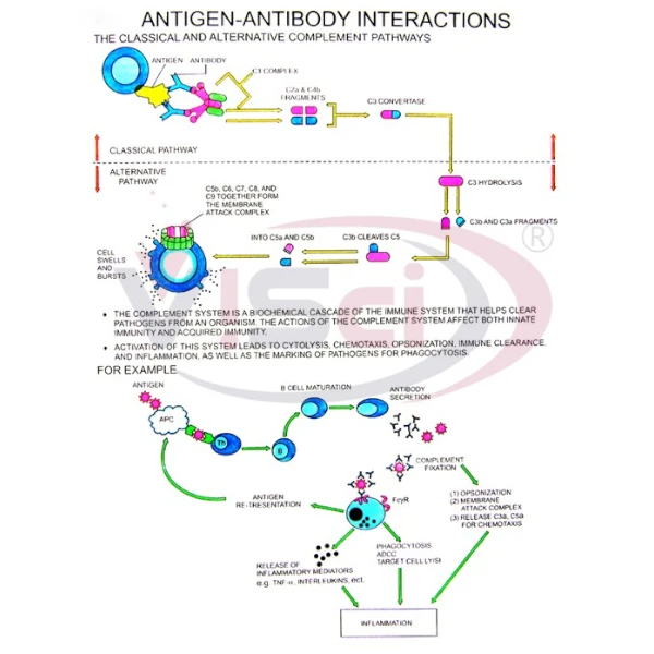 Antigen-Antibody Interactions