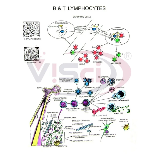 B & T Lymphocytes