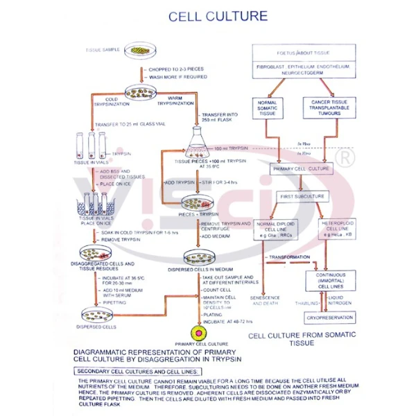 Cell Culture