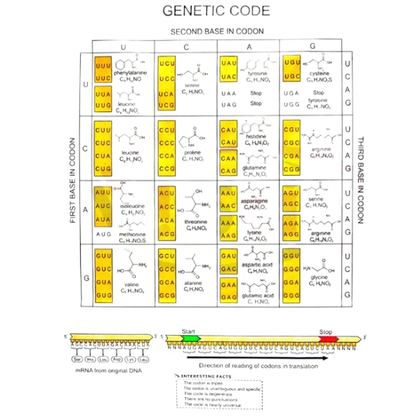 CH 1158 Genetic Code