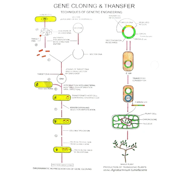 Gene Cloning & Transfer
