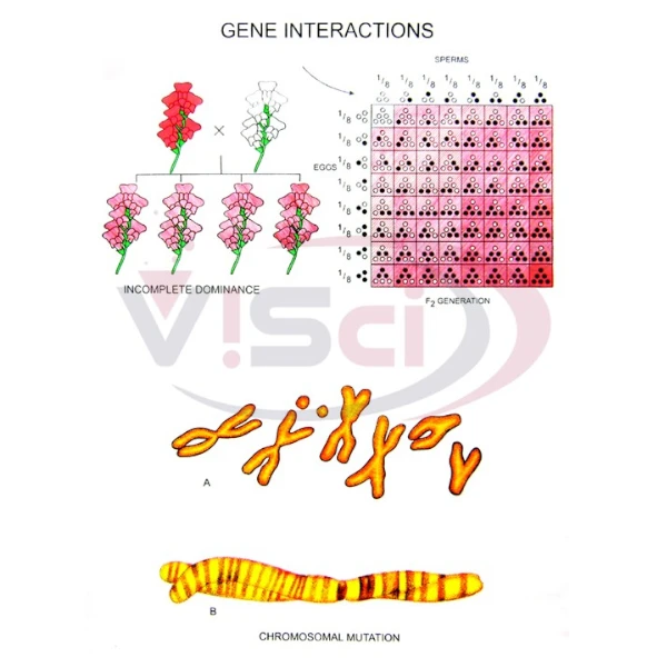 Gene Interactions