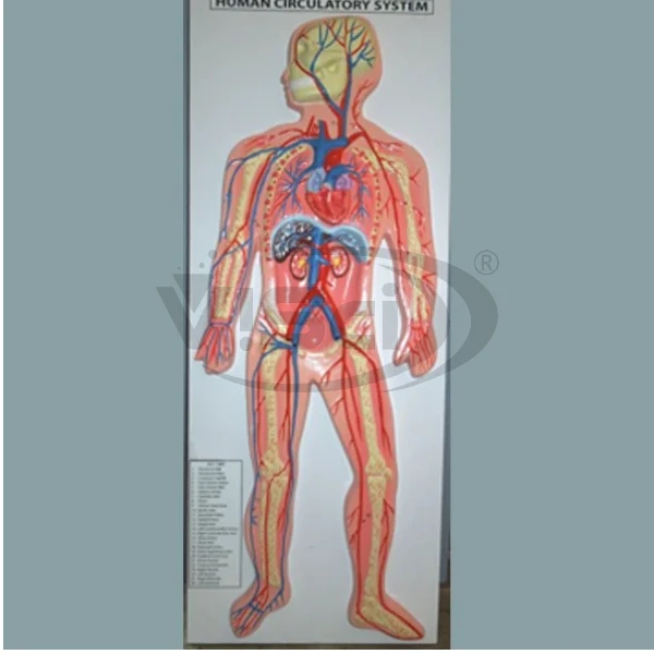 Human Circulatory System Manufacturer & Supplier in India