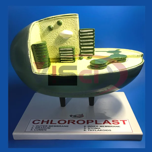 Chloroplast Model