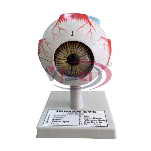 Eye Model