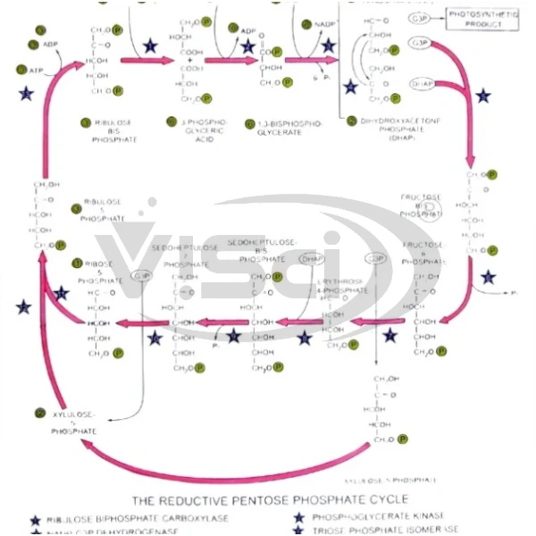 Calvin Cycle Chart Manufacturers & Suppliers in India