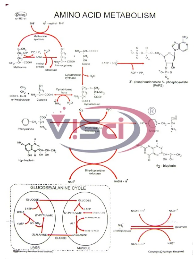 Amino Acid Metabolism