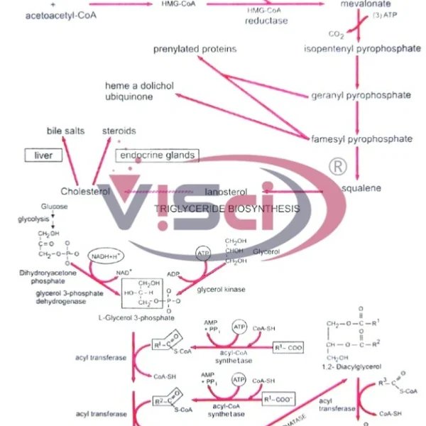 Biosynthesis of Triglycerides & Cholesterol