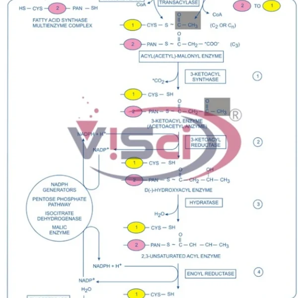 Biosynthesis of Saturated Fatty Acids
