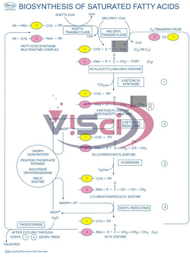 Biosynthesis of Saturated Fatty Acids