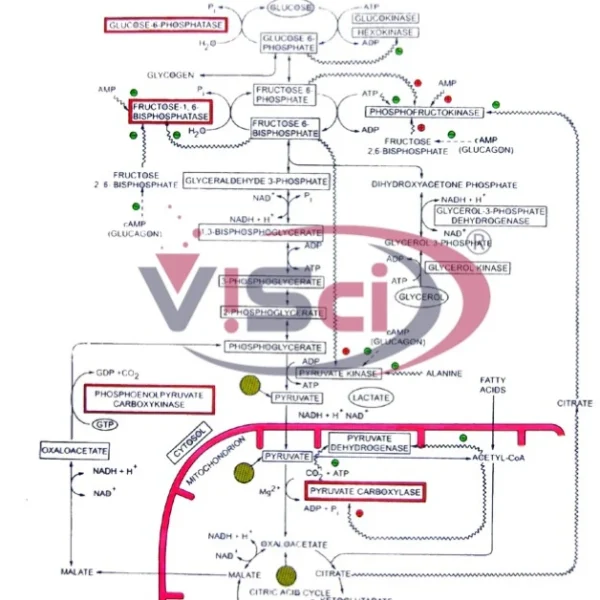 Carbohydrate Metabolism Gluconeogenesis