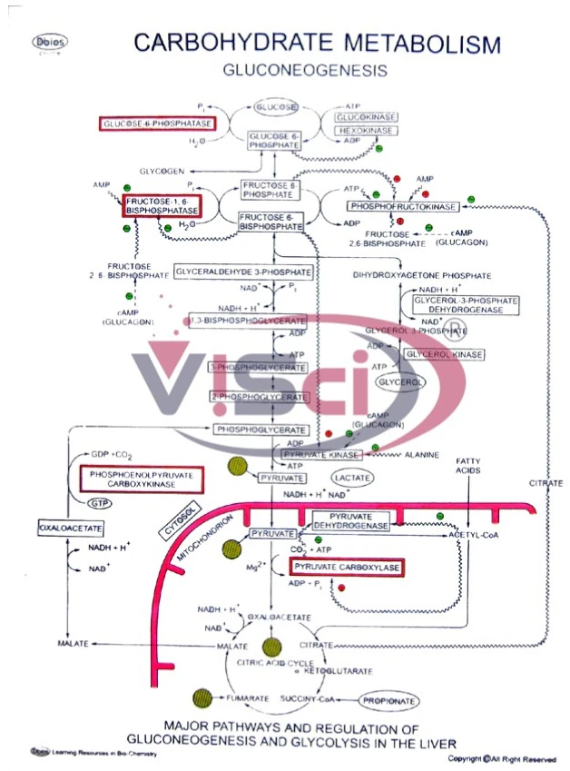 Carbohydrate Metabolism Gluconeogenesis