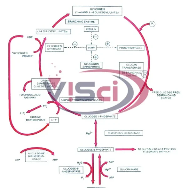 Carbohydrate Metabolism