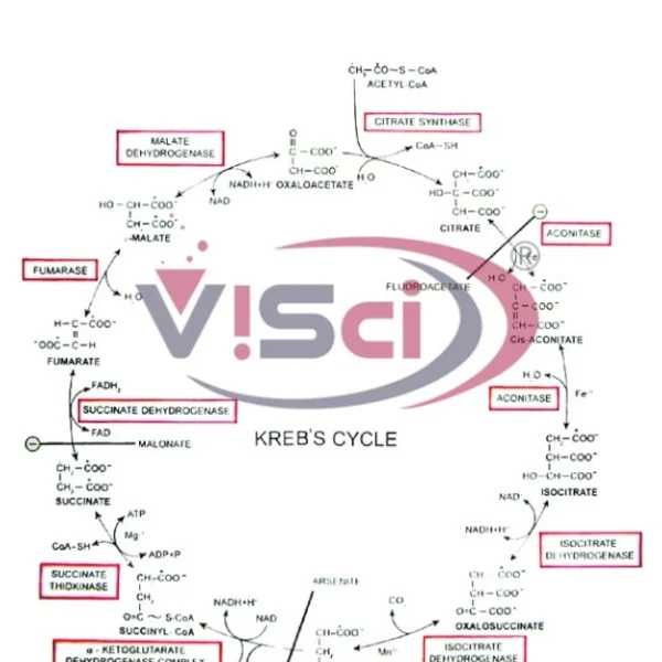 Carbohydrate Metabolism TCA Cycle