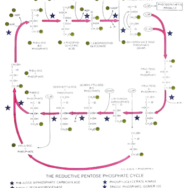 Calvin Cycle