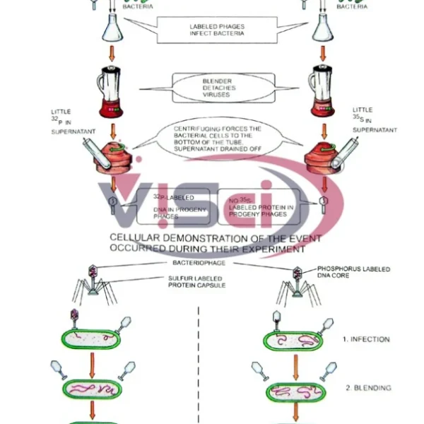 Hershey-Chase Experiment