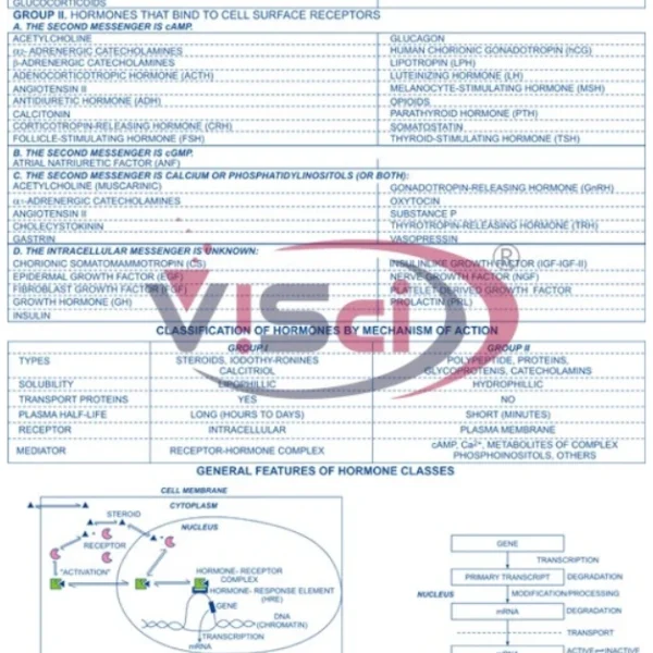 Hormones And Their Physiological Roles