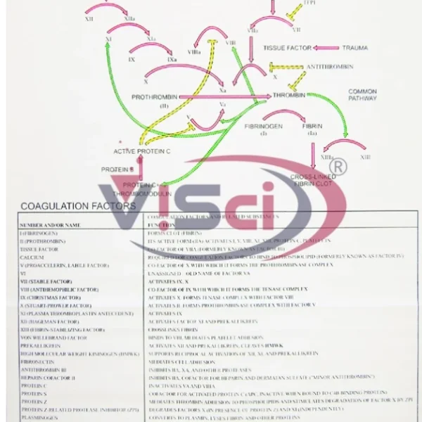 Mechanism of Blood Coagulation