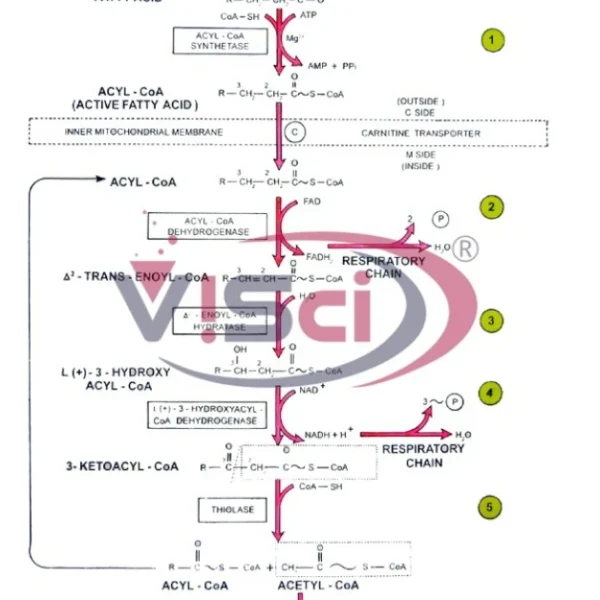 Oxidation of Fatty Acids