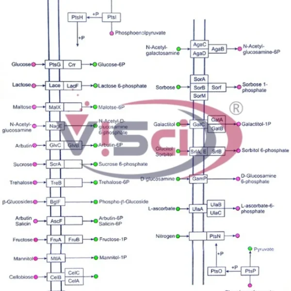 Phosphotransefrase System (PTS)