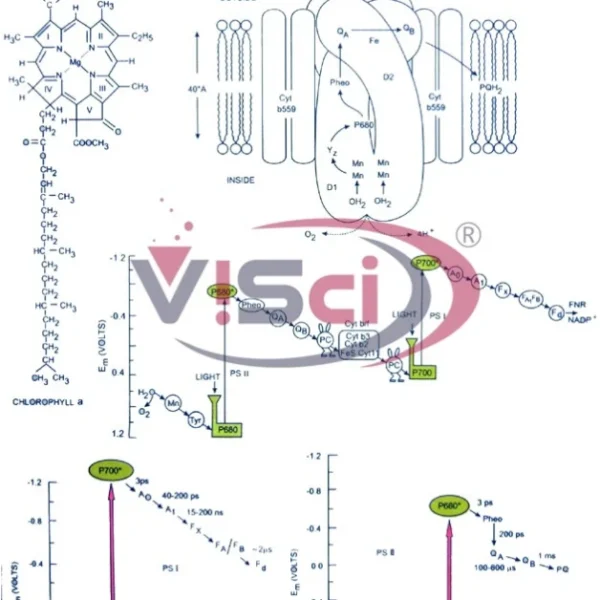 Photosynthesis-Photosynthetic Electron Transport Chain