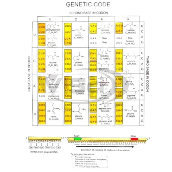 CH 1158 Genetic Code Manufacturer & Supplier in India